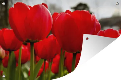 Produktbild von MuchoWow® 120x80 cm Outdoor-Poster Gartendeko Sichtschutz Garten Poster für den Garten  Nahaufnahme von roten Tulpen