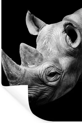 Produktbild von MuchoWow® Wandtattoo Wandsticker Wandaufkleber Tiere - Nashorn - Schwarz - Weiß - Porträt 80x120 cm Selbstklebend und Repositionierbar - Repositionierbar - Wasser abweisend