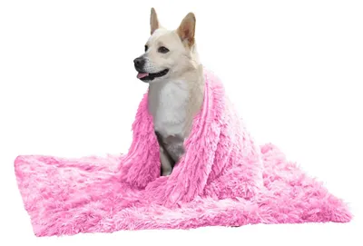 Image de Panier orthopédique pour chiens de taille moyenne, lavable et doux