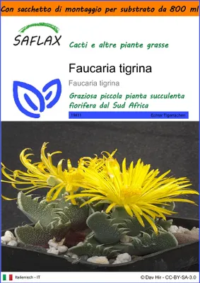 Immagine prodotto di SAFLAX Garden in the bag - Faucaria tigrina - 40 semi - Faucaria