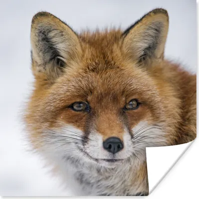 Produktbild von MuchoWow® Poster Fuchs - Porträt - Schnee 75x75 cm - Wand Dekoration