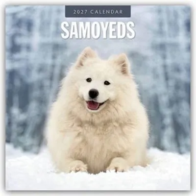 Image de Samoyèdes - Samojede - Samojedenspitz 2027 - Calendrier de 16 mois