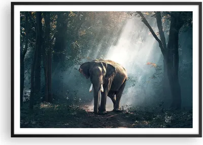 Produktbild von Gerahmtes Poster - Schwarzer Rahmen - elefant natur - 100x70 cm - Wand Bild - Wanddeko - Wandbilder - Kunstposter - Wandposter - Bilderrahmen - Bilder - Kunstdruck - Wandbild - P2BAA100x70-3972