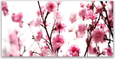 Produktbild von Glasbilder 140x70 Wandbild Druck auf Glas Zweige Blumen Pflanzen