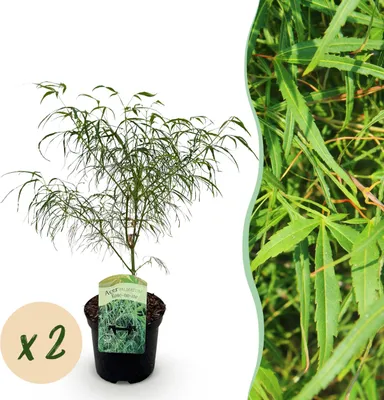 Image de Plante de terrasse - Erable Japonais - Acer palmatum Koto-no-ito - Vert - 2 Plantes - Caduque - 60-70cm - Ø25cm - Plante de jardin