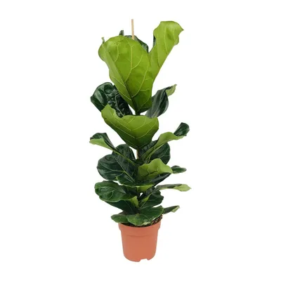 Produktbild von Ficus Lyrata