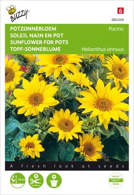 Artikelbild 2 von 'Niedrige Topf-Sonnenblume Pacino' aus der Kategorie Sonnenblumensamen