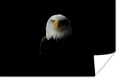 Produktbild von MuchoWow® Poster Ein Porträt eines Weißkopfseeadlers 30x20 cm - Plakate - Print