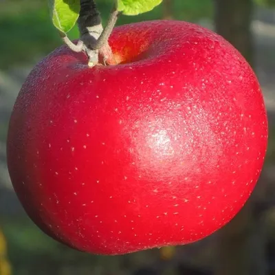 A close-up of a red apple hanging from a branch with green leaves.