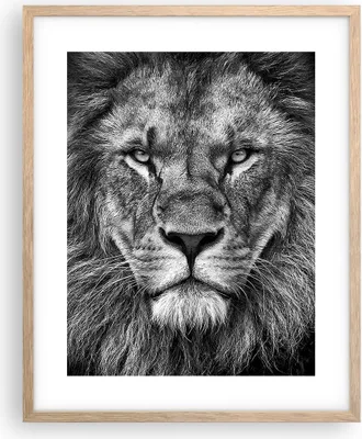 Produktbild von Gerahmtes Poster - Rahmen in heller Eiche - Porträt Löwe Schwarzweiß - 40x50 cm - Wand Bild - Wanddeko - Wandbilder - Kunstposter - Wandposter - Bilderrahmen - Bilder - Kunstdruck - P2NPA40x50-4494