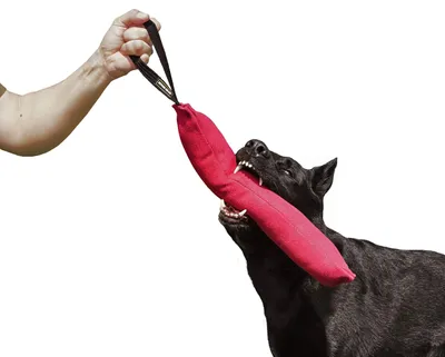 Produktbild von Hunde Trainingsspielzeug aus Baumwolle und Nylon 45 x 8 cm