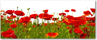 Produktbild von Tulup® Glas-Bild Wandbild aus Glas - 125x50 - Wandkunst - Wandbild hinter gehärtetem Sicherheitsglas - Dekorative Wand für Küche & Wohnzimmer  - Blumen & Pflanzen - Feldmohnblumen - Rot