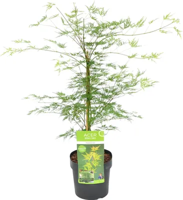 Zdjęcie produktu dla Bloomique - Acer Palmatum Emerald Lace - Klon japoński - Liść zielony - Rośliny ogrodowe - Odporne na zimę - Wysokość 50-70 cm - Doniczka 19 cm