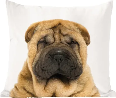 Produktbild von MuchoWow® Zierkissen Sofakissen Wohnzimmer Dekokissen 40x40 cm Hund - Jungen - Sharpei - Haustiere - Mädchen - Kinder - Foto Kissen - Schlafzimmer Dekoration