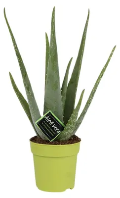 Produktbild von Aloe Vera - 35-45cm - Ø12cm - Zimmerpflanze - Immergrün - Kakteen und Sukkulenten