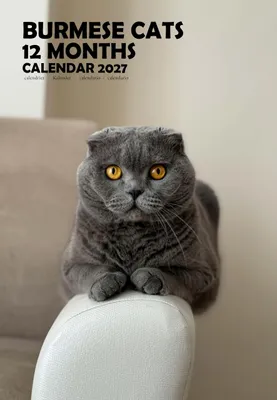 Birmakatzen A3 Kalender 2027, Wandplanner, 12 Monate