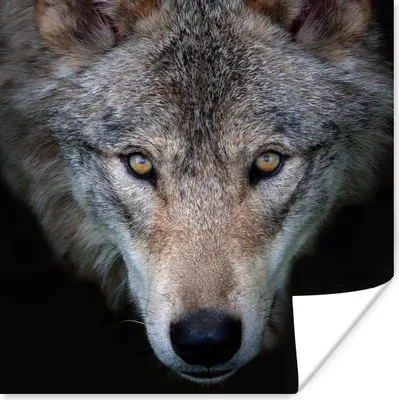 Produktbild von MuchoWow® Poster Wolf - Porträt - Schwarz 50x50 cm - Wohnzimmerdekoration