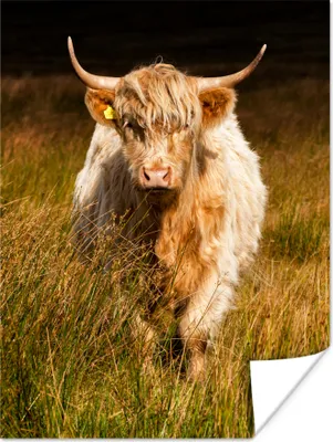 Produktbild von MuchoWow® Poster Schottisches Hochlandrind - Leicht - Gras 90x120 cm - Wohnzimmer