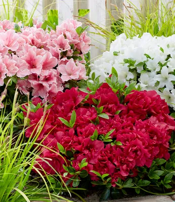 Produktbild von BALDUR Garten 3x Zwerg-Azalee 'Encore Autumn®', Pflanzen im 9,5 cm-Topf, blüht zweimal im Jahr, immergrün, winterhart, mehrjährig, pflegeleicht, kompakter Wuchs, Blickfang für Garten, Beet & Kübel