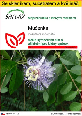 Obrázek produktu pro SAFLAX Kultivační sada - mučenka - Passiflora incarnata - 5 Samen - S mini skleníkem, pěstebním substrátem a 2 květináči