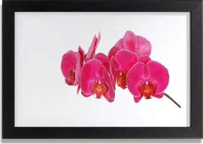 Produktbild von Bild 30x20 MDF-Rahmen Wandkunst Blumen Pflanzen
