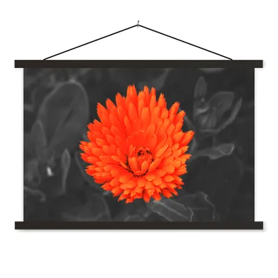 Produktbild von MuchoWow® Textilposter Blumen - Orange - Schwarz - Weiß 90x60 cm mit schwarzem Rahmen - Aufhängungssatz
