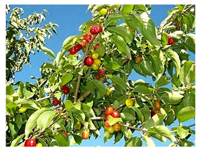 Produktbild von Kornelkirsche Cornus mas Pflanze 45-50 cm