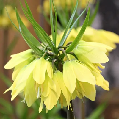 Produktbild von Blumenzwiebeln Zwiebeln Blumen Fritillaria Schachblume Helena 1 St.