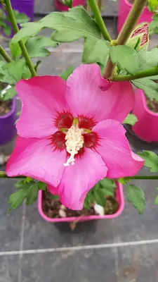 Image de Hibiscus syriacus Pink Giant® 'Flogi' / Althéa rose à coeur rouge