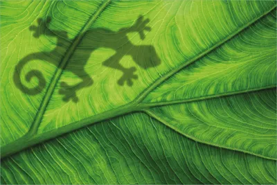 Produktbild von Wallario selbstklebendes Poster - Gecko Schatten auf grünem Blatt - Umriss, Größe: 61 x 91,50 cm