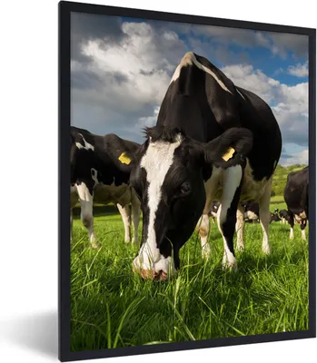 Produktbild von MuchoWow® Gerahmtes Poster Kühe - Tiere - Gras - Wiese - Bauernhof 60x80 cm - Poster mit Schwarzem Bilderrahmen Wandposter Rahmen Foto Bilder - Premium - Wanddeko Wohnzimmer