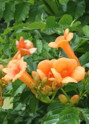 Obrázek produktu pro Popínavá trubačka Campsis 'Indian Summer' – 2 rostliny, průměr 15 cm, výška 65 cm, mrazuvzdorná