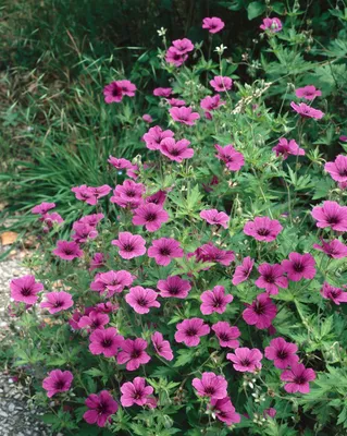 Produktbild von Geranium psilostemon, Armenischer Storchschnabel, leuchtend pink, ca. 11x11 cm Topf