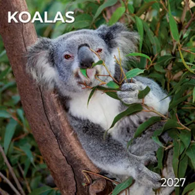 Produktbild von Wandkalender 2027 mit Koalas Motiv, 30x30 cm (geöffnet 30x60 cm), 12 Monate, mehrsprachig