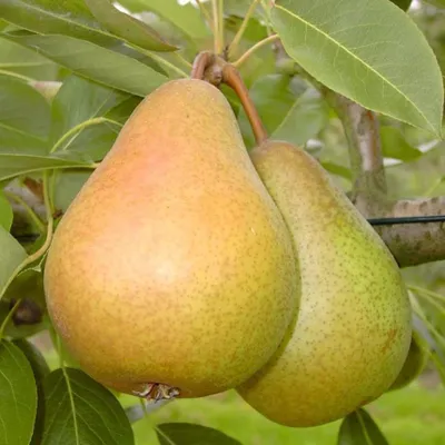 Produktbild von Gellerts Butterbirne schmelzend süßes Fruchtfleisch Halbstamm 150-170 cm