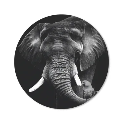 Produktbild von MuchoWow® Mauspad Mousepad Elefant - Papagei - Zähne - Schwarz - Weiß 50x50 cm - Mousepads - Maus Mat - Pad - Mausunterlage - Vinyl