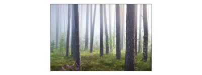Produktbild von Muralo Fototapete Wald im Nebel 180 (B) x 120 (H) cm Vlies Tapete Wandtapeten Bäume Pflanzen Wohnzimmer Schlafzimmer moderne Wandbilder XXL Landschaft Panorama Wand Dekoration