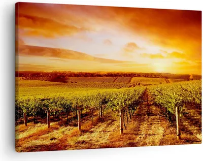 Produktbild von Bild auf Leinwand - Leinwandbild - Weinberg Aussicht Landschaft - 70x50cm - Wand Bild - Wanddeko - Leinwanddruck - Bilder - Kunstdruck - Wanddekoration - Leinwand bilder - Wandkunst - AA70x50-0170