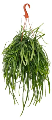 Produktbild von Lepismium bolivianum – Pfeiffera – Stachelfreier Blattkaktus – 17-cm-Rundtopf