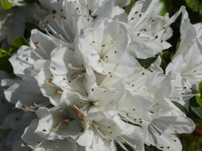 Produktbild von Japanische Azalee Kermesina Alba - Rhododendron obtusum - 20-25cm
