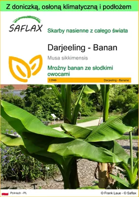 Zdjęcie produktu dla SAFLAX - Garden to go - Darjeeling - Banan - 5 Nasiona - Z doniczką, pokrywą klimatyczną i podłożem do uprawy - Musa sikkimensis