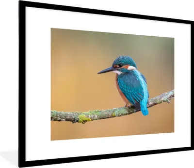 Produktbild von MuchoWow® Gerahmtes Poster Vogel - Eisvogel - Tiere - Zweig 80x60 cm - Poster mit Schwarzem Bilderrahmen Wandposter Rahmen Foto Bilder - Schlafzimmer-Dekorationen - Fotoposter