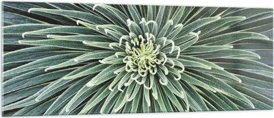 Produktbild von Bilder auf glas - Einteilig - Agave Grün Pflanze - 140x50cm - Glasbilder - Wandbilder - Bilder - zum Aufhängen bereit - Wanddekoration aus Glas - Glas Bilder - Wandbild auf Glas - GAB140x50-4905