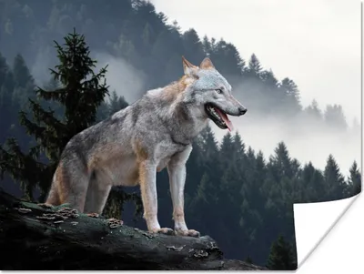 Produktbild von MuchoWow® Poster Wolf - Tier - Wald 160x120 cm - Foto Plakat