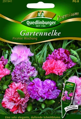 Produktbild von Gartennelken, Picotee Mischung
