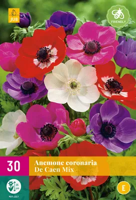 Produktbild von Anemone De Caen Mix (30 Stück) | Anemonenknollen von Jub Holland