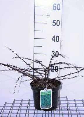 Zdjęcie produktu dla Berberis thunb. 'Green Carpet' - Berberitze 25- 30 cm Pojemnik