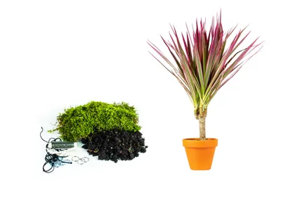 Obrázek produktu pro Gardners Kokedama "Vyrob si sám" Dracaena marginata Bicolor (L)