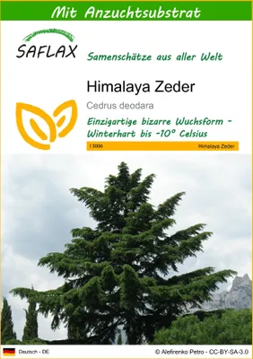 Produktbild von SAFLAX - Himalaya Zeder - Cedrus deodara - 35 Samen - Mit keimfreiem Anzuchtsubstrat