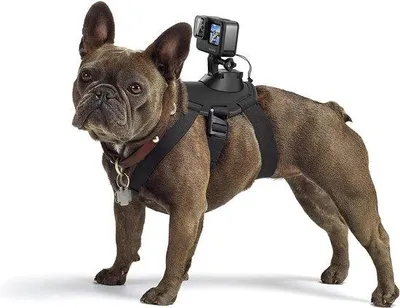 Produktbild von Famanu Hundegeschirr für GoPro - Verstellbar und langlebig
